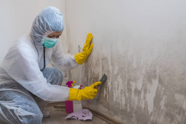 Trusted Tornado, WV Mold Remediation Experts